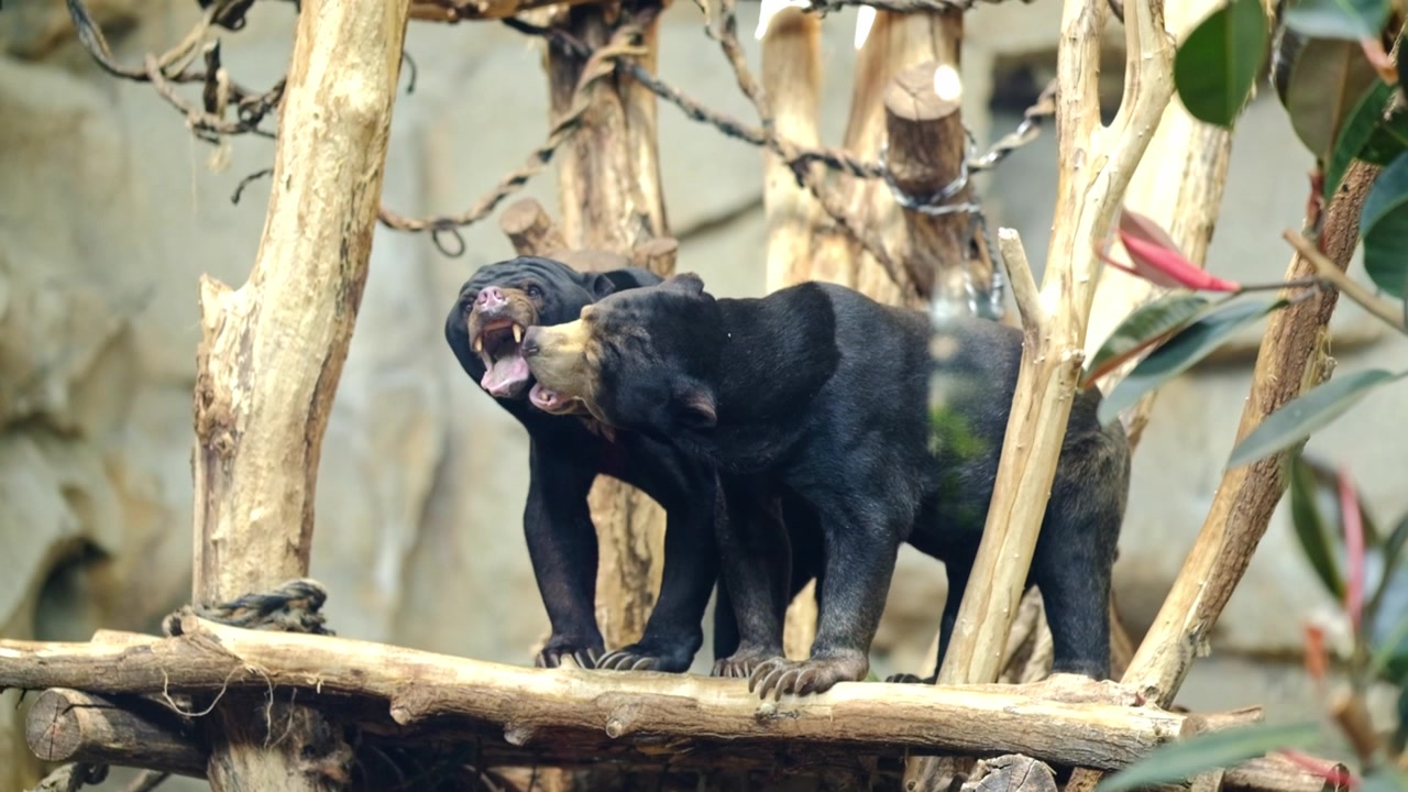 To asiatiske klatrebjørne leger slåskamp i et zoo-indhegning.