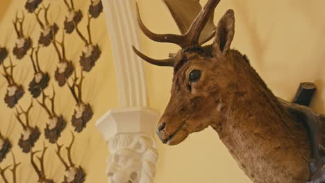 trakošćan castle's hunting hall features a mounted deer head and other hunting trophies