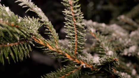 primer plano de una rama de un árbol de navidad cubierta de nieve