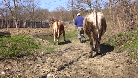 cowman leads cows back to the shelter