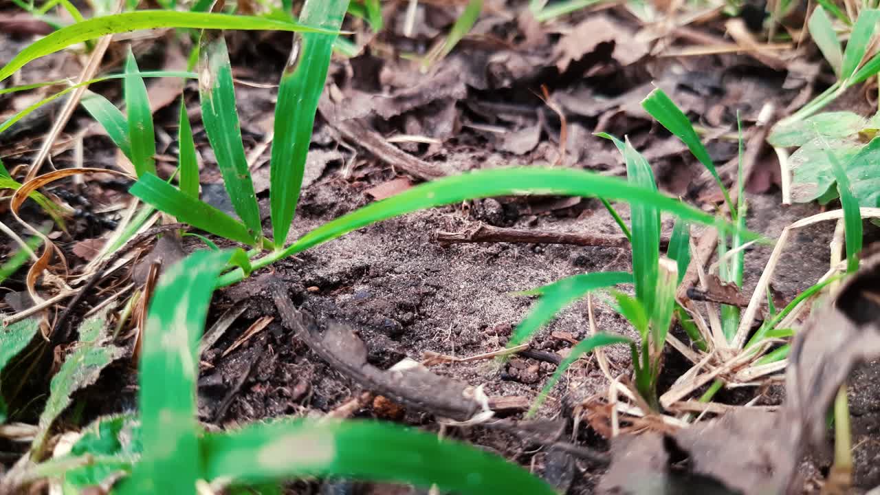 Piccole formiche nere selvatiche indaffarate a raccogliere cibo insieme per le loro colonie - Ripresa dall'alto.