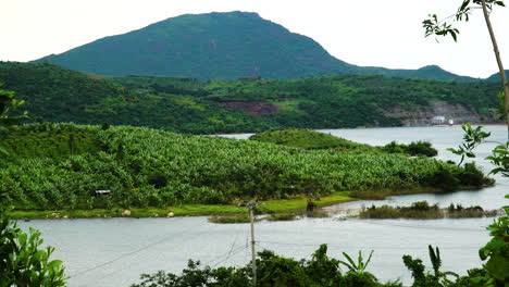 beautiful lustrous green banana tree plantation surrounded with water and beautiful sky background, banana tropical plantation with fresh bananas