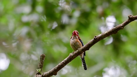 Ein-Baum-Eisvogel-Und-Einer-Der-Schönsten-Vögel-Thailands-In-Den-Tropischen-Regenwäldern