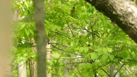 Eine-Gruppe-Von-Zedernflügeln,-Die-Im-Selben-Baum-Sitzen-Und-Im-Wind-Wehen