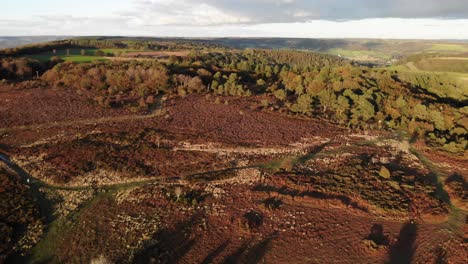 cinematic aerial shot flying over dead and deforested woods in a british forest