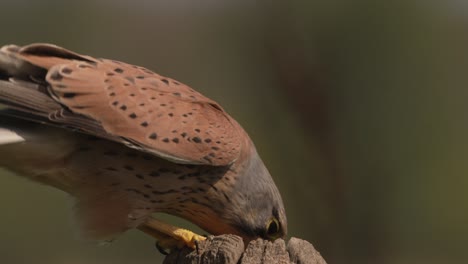 kestrel feeding on a stump