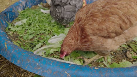 Close-Up-View-of-Chickens-Eating-Vegetables-at-Petting-Zoo