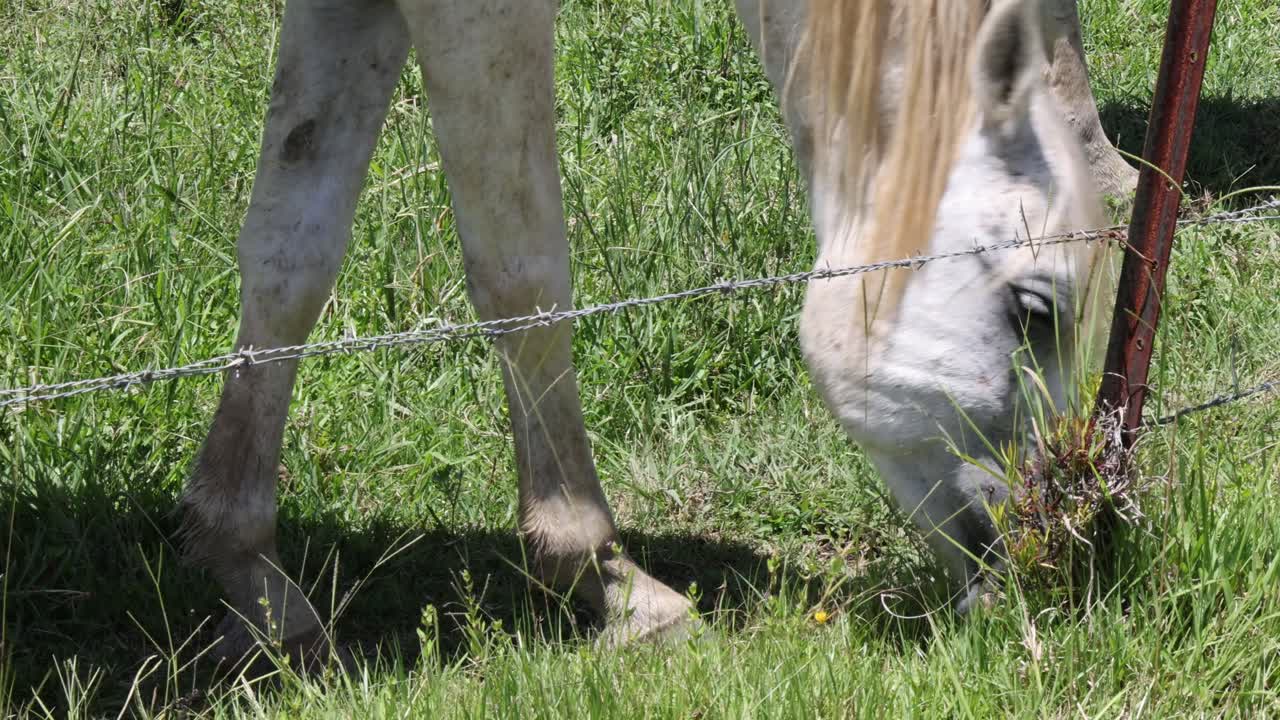 caballo comiendo hierba a través de una valla de alambre