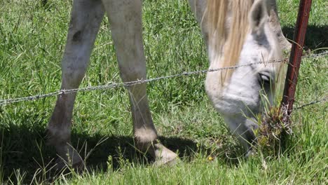 horse eating grass through a wire fence