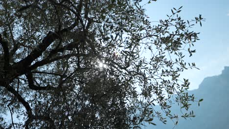 primer plano de un olivo retroiluminado en un día soleado, montaña en el fondo
