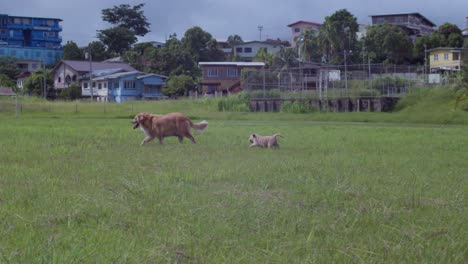 Cachorro-Golden-Retriever-Siguiendo-A-Su-Madre-En-Un-Parque