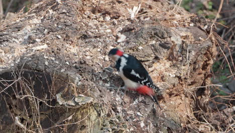 great spotted woodpecker   on decayed log tree