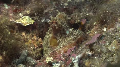 reef octopus close up on reef in the mediterranean sea