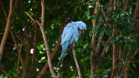 Blauer-Indischer-Halsbandsittich,-Psittacula-Krameri-Manillensis