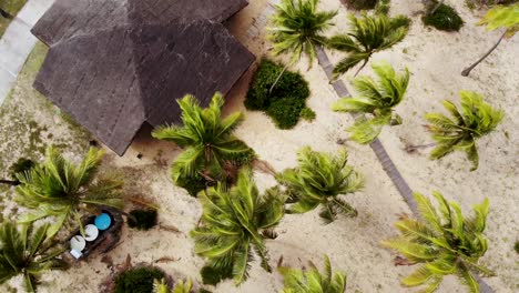 drone beach bungalow, coconut trees in the wind