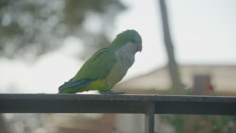 Cute-green-parakeet-bird-sitting-on-railing-and-flying-away-in-city-centre-of-Barcelona-on-warm-summer-day,-looking-curiously-for-food