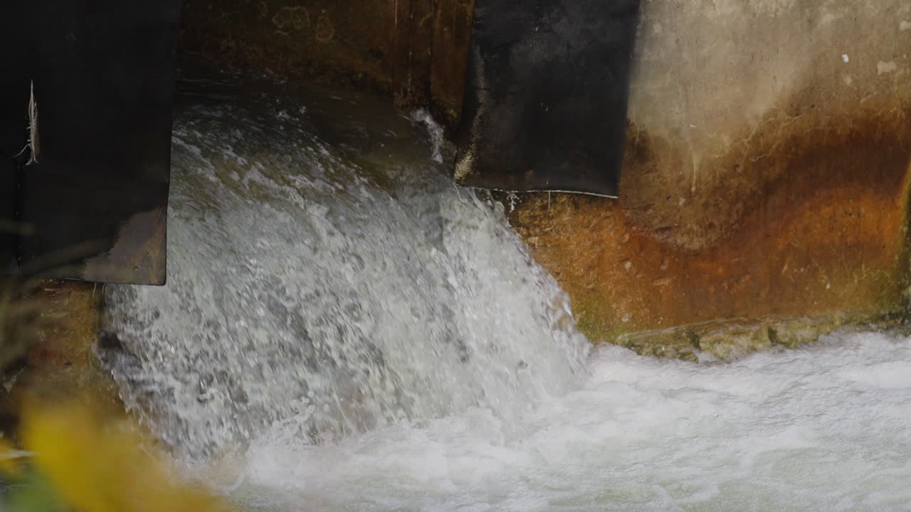 Salmon leap in Ganaraska River, Ontario. Slow motion capture, nature scene