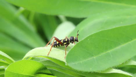 Wasp-Beetle,-Clytus-arietis-on-Lupin-plant