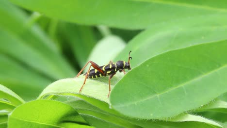 escarabajo avispa, clytus arietis en planta de lupino