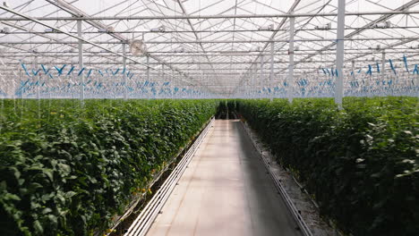 industrial greenhouse with green plants, motion view indoors