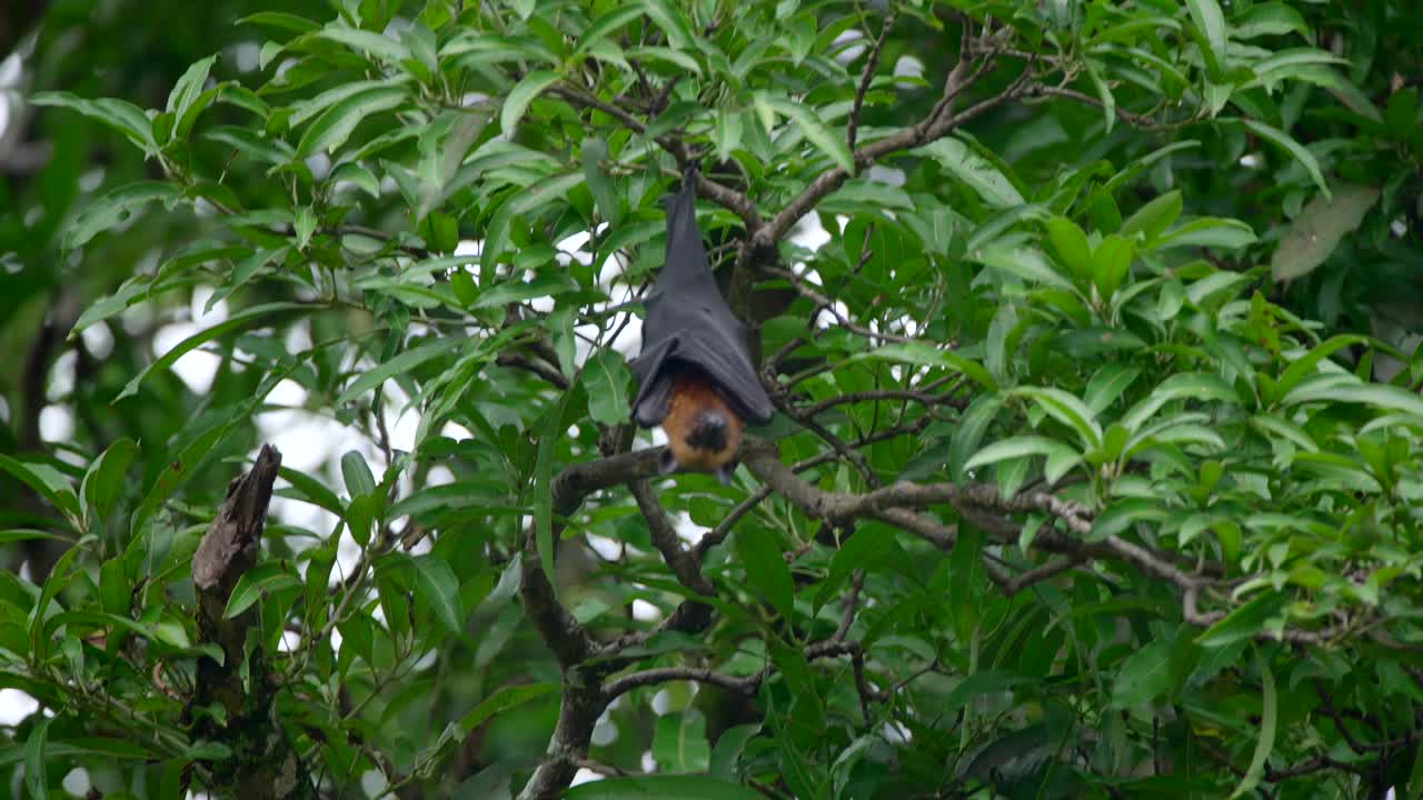 video de un murciélago zorro salvaje en un árbol en un jardín botánico en victoria en la isla de mahe en las seychelles