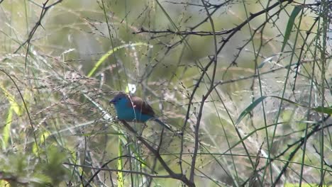 a blue waxbill sitting in a tree