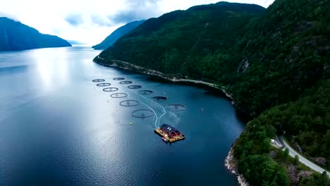 aerial footage farm salmon fishing in norway