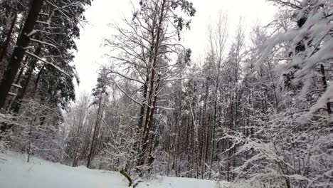 Der-Schuss-Der-Schneebedeckten-Kiefernwaldlandschaft-Im-Winter