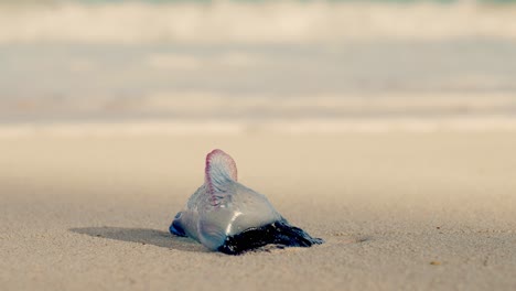 La-Carabela-Portuguesa,-También-Conocida-Como-Carabela,-Es-Un-Hidrozoo-Marino-Que-Se-Encuentra-En-El-Océano-Atlántico-Y-El-Océano-índico