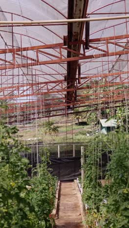 inside a greenhouse