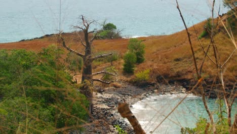 大型巴奧巴樹 (baobab tree) 位於聖托梅和普林西佩島 (sao tome and principe) 沿岸地區