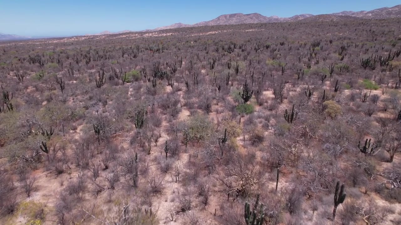 Sorvolo aereo con drone su un vasto deserto arido coperto da cactus e vegetazione autoctona in Bassa California del Sud, Messico