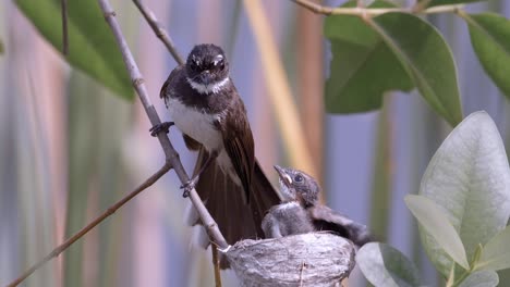 malaysian pied fantail feeding its hungry chick on nest hanging on tree branch