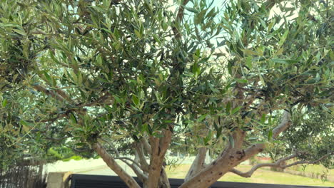 close-up panning shot of an olive tree swaying gently in the breeze, with green leaves and branches moving softly in a quiet rural setting