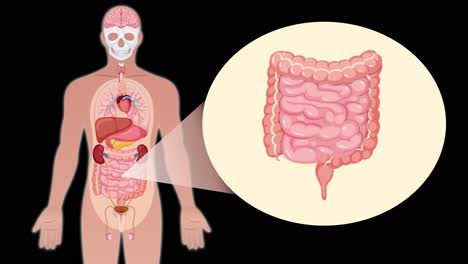animated sequence transitions from a full-body anatomical view to a detailed close-up of the intestines, using smooth zoom and spotlight effects on a black background