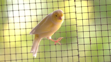 canary bird inside cage feeding and perch on wooden sticks and wires