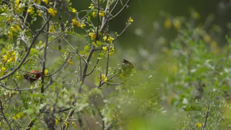 pájaro sanguinea carmesí ‘apapane himatione que se alimenta de las flores de mamane en la copa de los árboles
