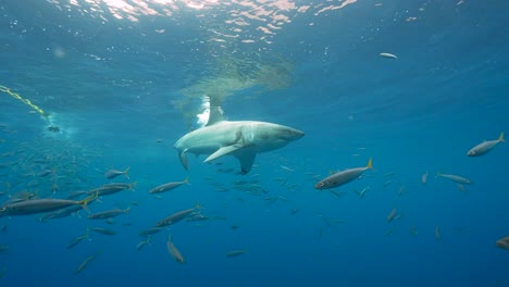 great white shark approaches bait, turns around and swims by while cage diving at the island of guadalupe, mexico. slow motion shot
