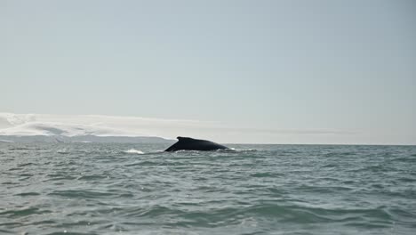 big humpback whales lunge feeding