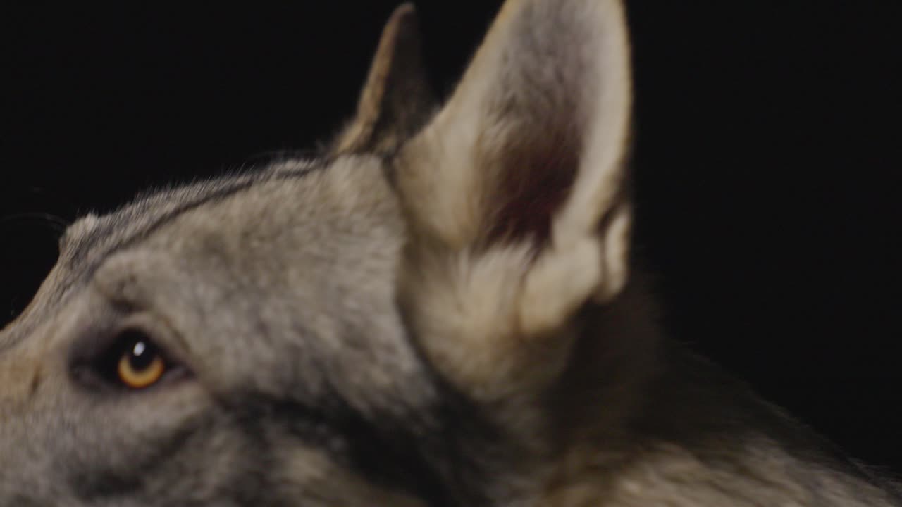 perro lobo en un ambiente de estudio oscuro
