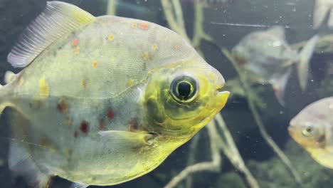 Mondscheibensalmler-Mylopoulos-Rubripes-Fische-Schwimmen-Langsam-Durch-Das-Meer