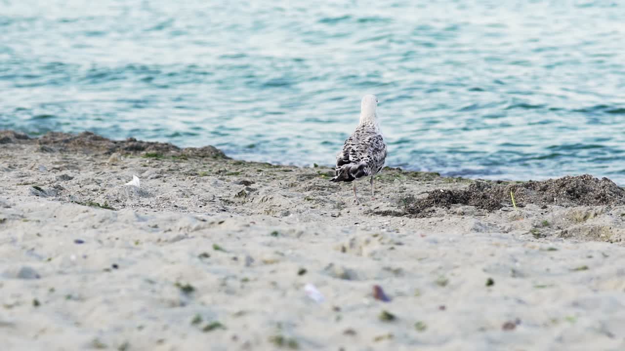 Close-up of seagull at the edge of sea water at sandy beach. Beautiful bird gull walking at the shoreline on the background of blue water. Slow motion.