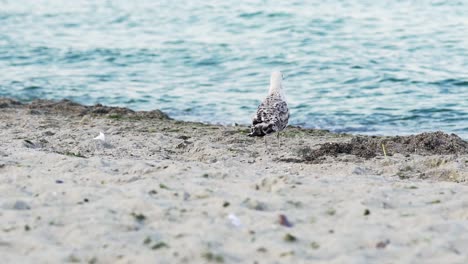 close-up of seagull at the edge of sea water at sandy beach. beautiful bird gull walking at the shoreline on the background of blue water. slow motion.