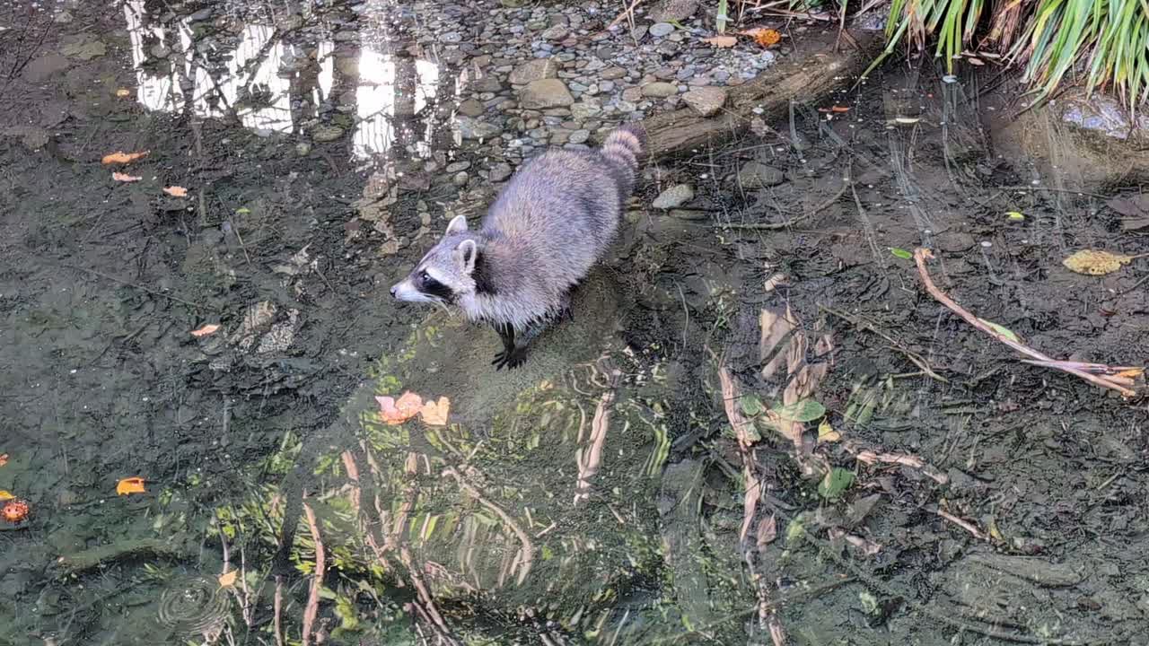 Raccoon standing on the rock in the water