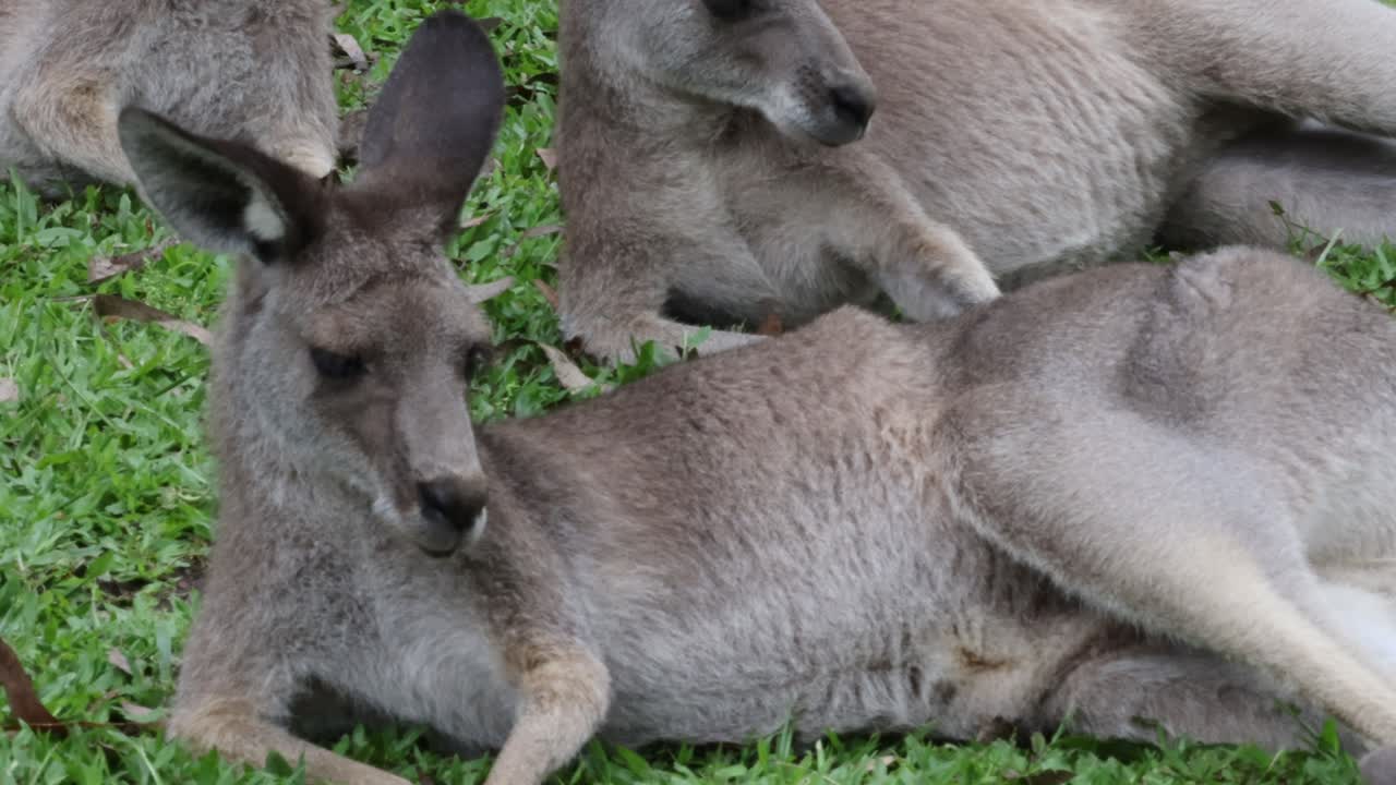 Two kangaroos relaxing on grass together