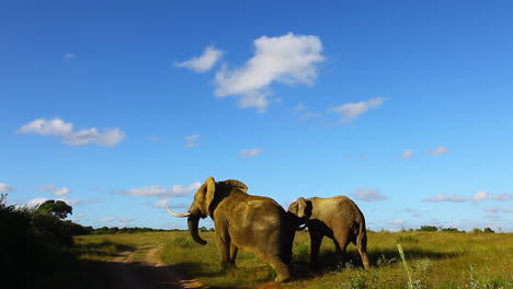 Elefantes-Machos-Jóvenes-Intentan-Dominar-Y-Elefantes-Machos-Mayores,-Loxodonta-Africana,-Colocándose-Encima-De-él-Durante-El-Invierno-En-La-Reserva-Privada-De-Kariega-En-La-Región-Del-Cabo-Oriental-De-Sudáfrica