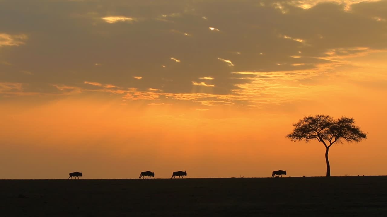 아름다운 이른 아침 해가 뜨는 동안 세렝게티 아프리카 사바나 국립공원을 가로질러 걷는 누우의 실루엣