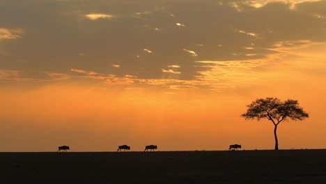 silueta de ñus caminando por el parque nacional de la sabana africana del serengeti durante el amanecer en una hermosa madrugada