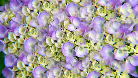 vista caleidoscópica de las flores de la hortensia