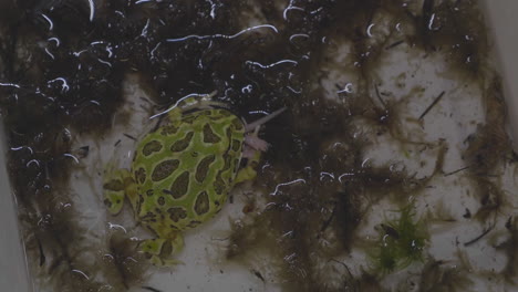 느린 동작으로 마우스를 먹는 ceratophrys cranwelli 개구리